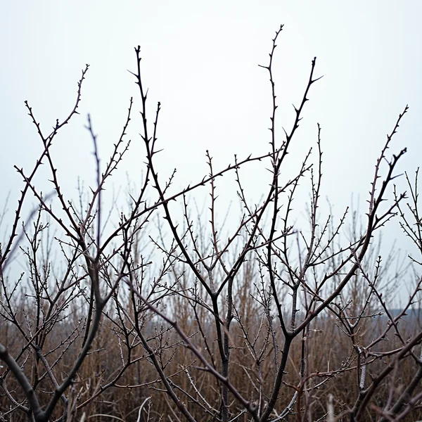 Bare thorned bramble canes crossing each other against a pale winter sky, dry scrub blurred along the ground behind them