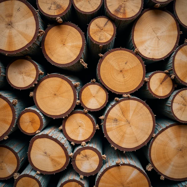 The sawn end grain of round logs stacked in a pile, filling the frame