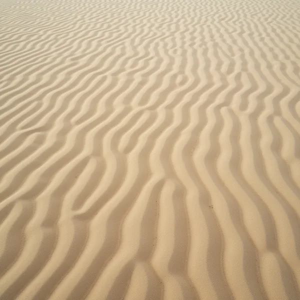 Regular parallel ripples in fine dry sand, sharp crests and soft shadowed troughs